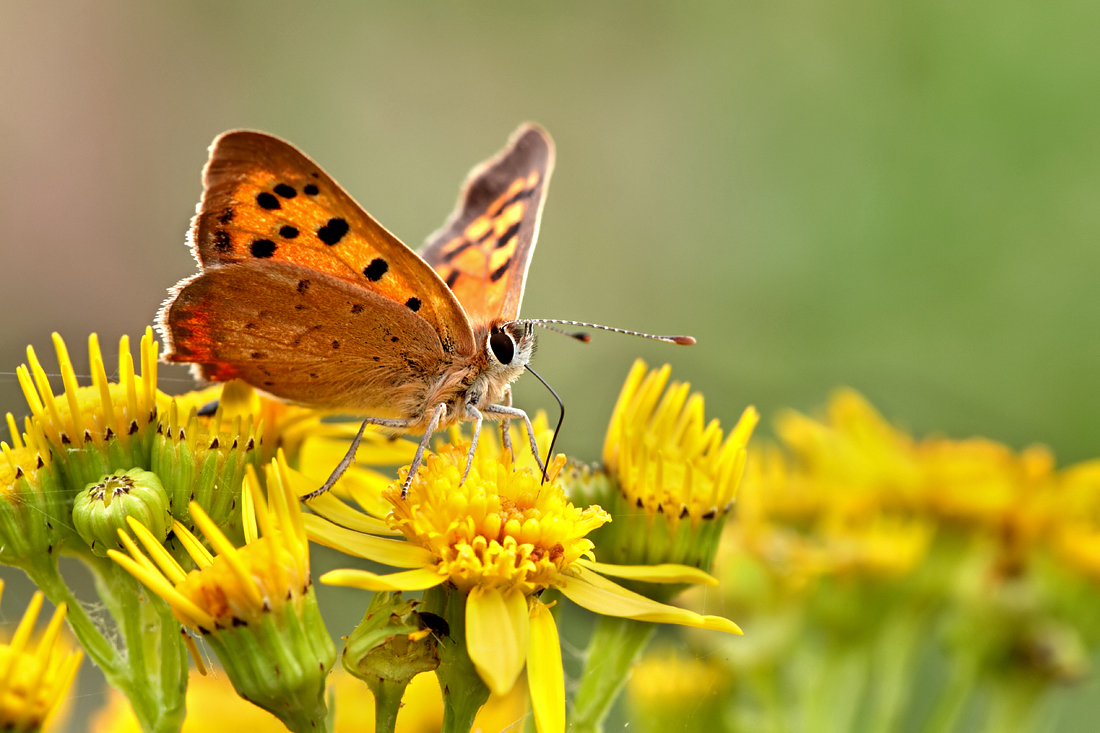 Small Copper